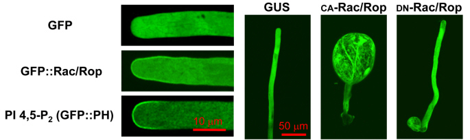 Fig.1 Transient expression of Rac/Rop or GFP::PH (PI 4,5-P2 marker) in tobacco pollen tubes. GFP fused to Rac/Rop, or to the PH domain of Rn-PLCd1 (specific PI 4,5-P2 marker), accumulates at the PM specifically at the pollen tube tip. Expression of constitutively active (CA) Rac/Rop depolarizes pollen tube growth, whereas dominant negative (DN) Rac/Rop inhibits this process (Kost et al. 1999). 