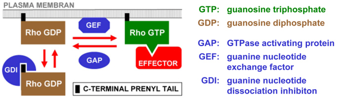 Fig. 2 Rho GTPases: regulation and down-stream signaling. Posttranslational prenylation is responsible for the association of Rho GTPases with the PM. In the active GTP bound conformation, Rho GTPases typically interact with multiple effectors to simulate downstream signaling. GAPs increase the GTPase activity of Rho GTPases and inhibit signaling that depends on these proteins. GEFs promote nucleotide exchange and stimulate Rho dependent signaling cascades. GDIs transfer GDP bound Rho GTPases from the PM to the cytoplasm.