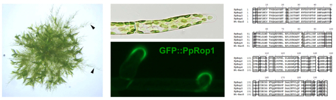 Abb. 3 Rac/Rop kontrolliertes Spitzenwachstum im Moos Physcomitrella patens. Verzweigte Protonema (links, Pfeile) wachsen aus einer P. patens Kolonie auf der Oberfläche von festem Kulturmedium. Die apikale Zelle am Ende jedes Protonemafilamentes (Mitte, oben) expandiert durch Spitzenwachstum. Die P. patens Rac/Rop GTPase Pp-Rop1 akkumuliert spezifisch an der Spitze von expandierenden apikalen Zellen (Mitte, unten). Pp-Rop1, die andern 3 P. patens Rac/Rop GTPasen und die Tabak Pollenschlauch Rac/Rop GTPase Nt-Rac5 habe fast identische Aminosäurensequenzen (rechts). 