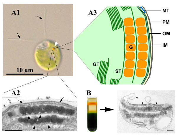 Abb. 1: Der Augenfleck-Apparat von Chlamydomonas reinhardtii im lichtmikroskopischen Bild (A1, weiße Pfeilspitze), im transmissionselektronenmikroskopischen Bild (A2) und im Schema (A3). Strukturell intakte Augenfleck-Apparate können mittels Saccharose-Gradientenzentrifugation isoliert werden (B).